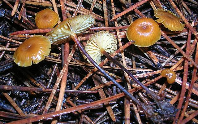 Xeromphalina cauticinalis   (Fr.)  Kühner & Maire
